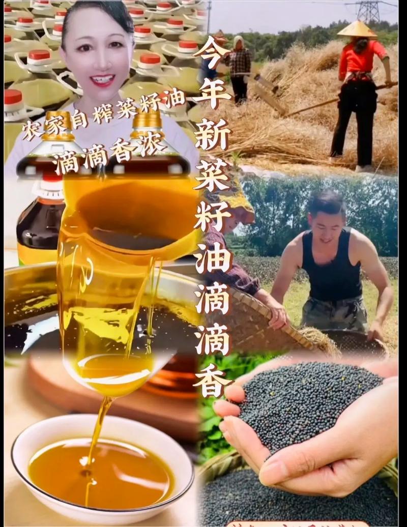 今年新菜籽油 从田间到厨房的非转基因鲜榨之选