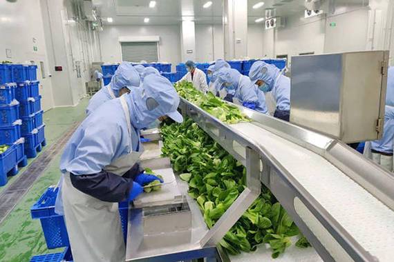 农残检验 净菜加工初始阶段的关键安全防线